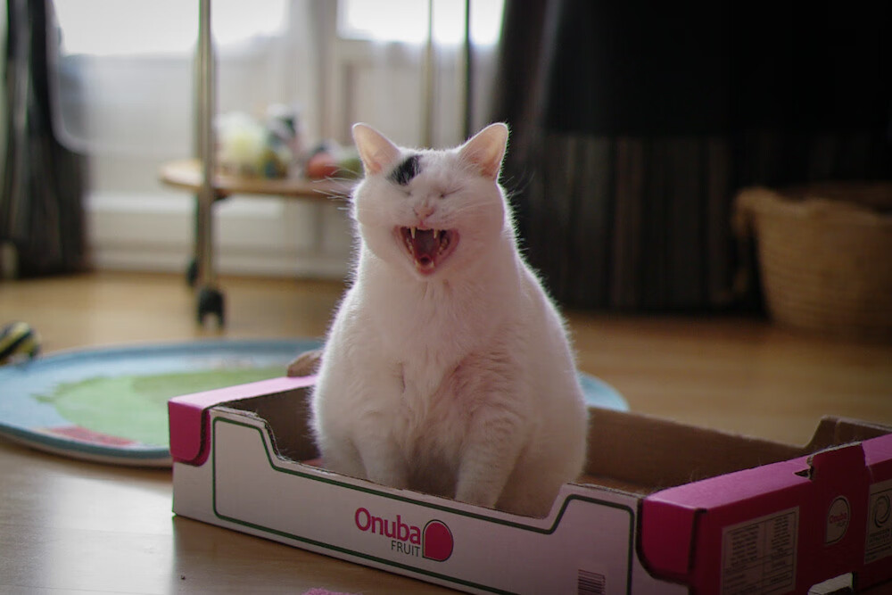 leyu乐鱼在线登录入口-_湖人队迎来反弹，连胜在望_，看一下湖人队