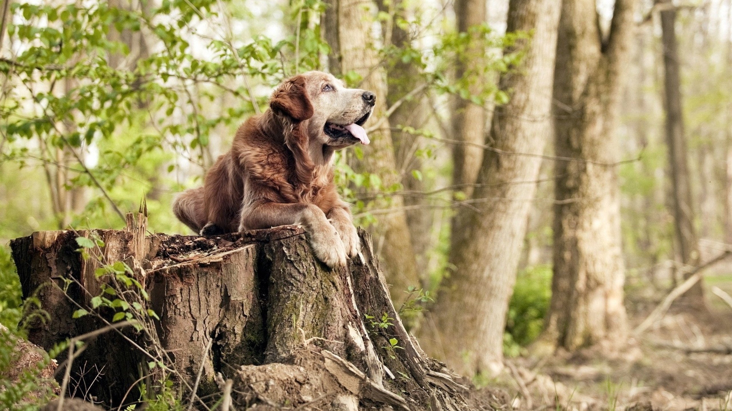 【裁判电子判决】视频、传感器和AI的完美结合，裁判判决网