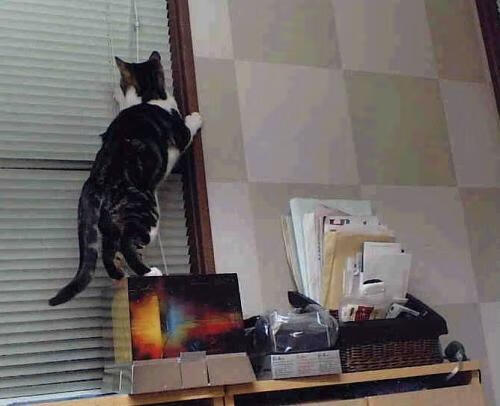 Leyu Sport下载-意大利马术协会建立马术运动伤害预防中心，保障运动员安全。，意大利马术俱乐部