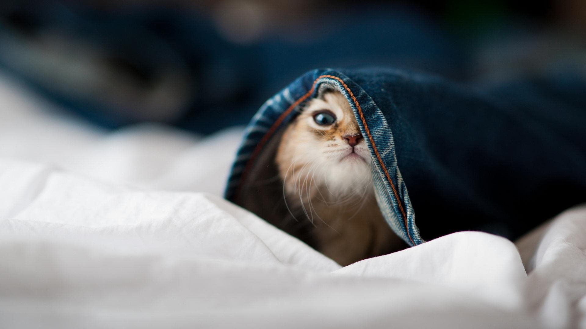 APP下载 LY Sports-意大利马术协会推出马术运动员职业发展规划，促进人才培养。，意大利马具