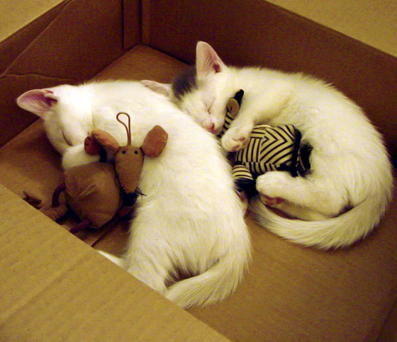 leyu乐鱼官网登录入口-科比的“决胜瞬间”教会我们如何成为真正的冠军！，科比如何成功