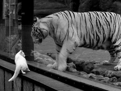 乐鱼体育APP官方下载-科比的“曼巴精神”成为全世界篮球运动的精神符号！，科比的曼巴精神是什么意思