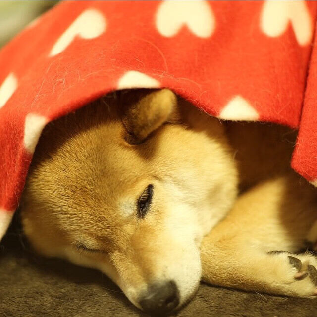 乐鱼（LEYU）体育-美国队在巴黎奥运会比赛中多次通过二次进攻得分，美国队奥运会重赛