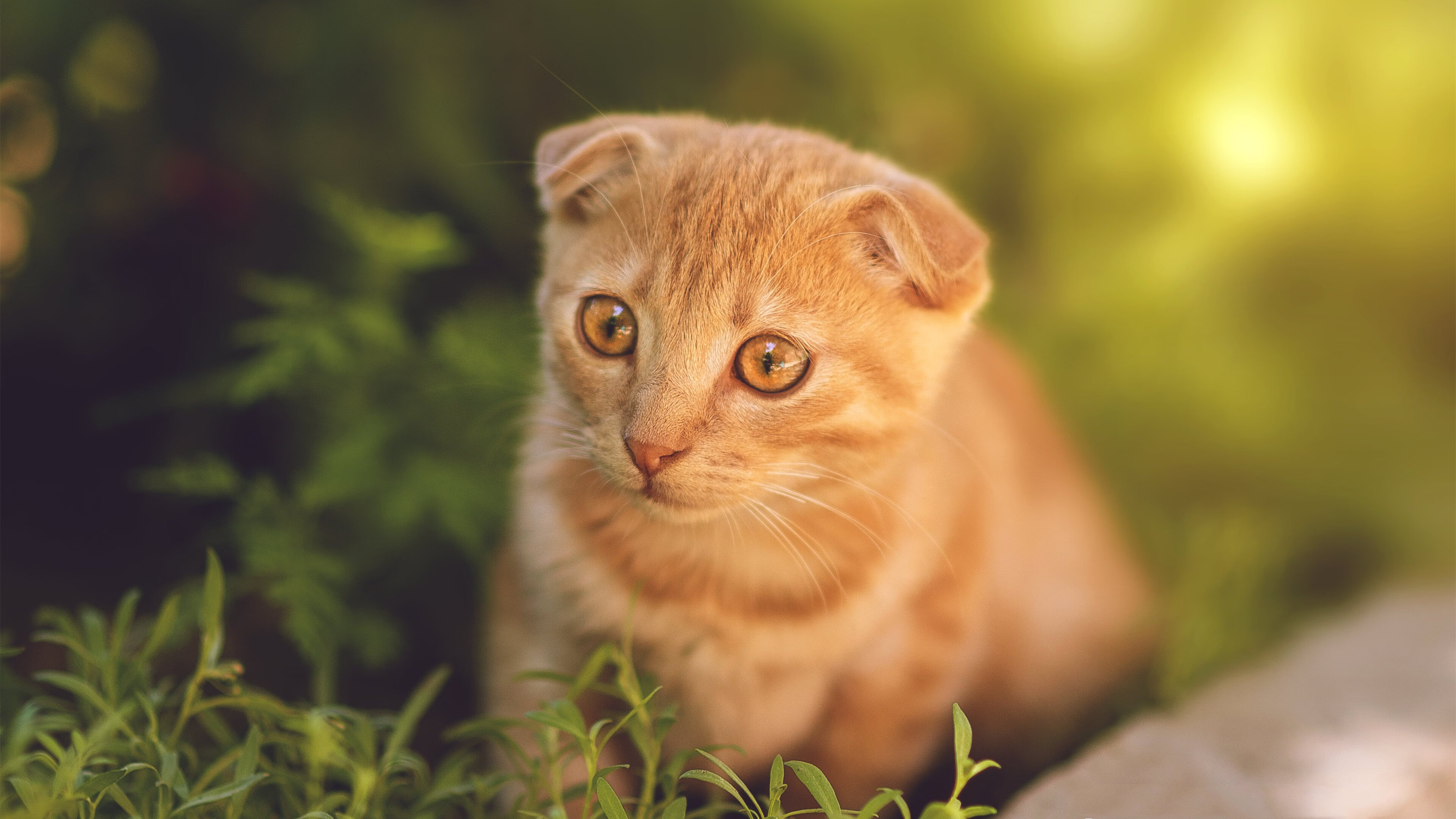 跑跑卡丁车“极速穿越”大赛,速度PK比拼极限,跑跑卡丁车越级挑战