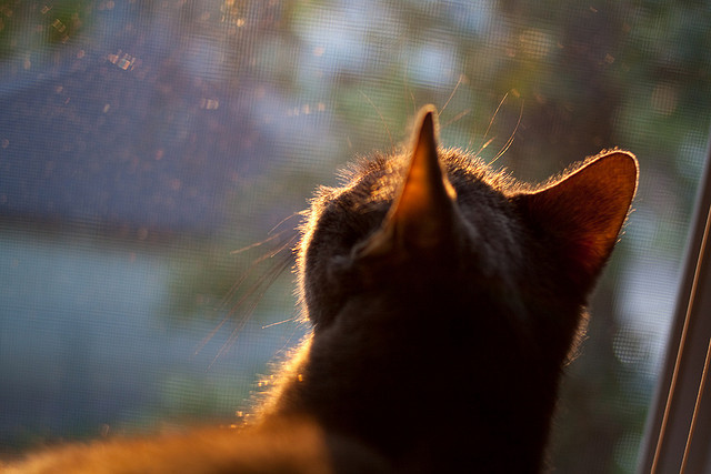 乐鱼电竞-青少年“篮球+科技”融合创新项目在上海大放异彩，青少年篮球学校