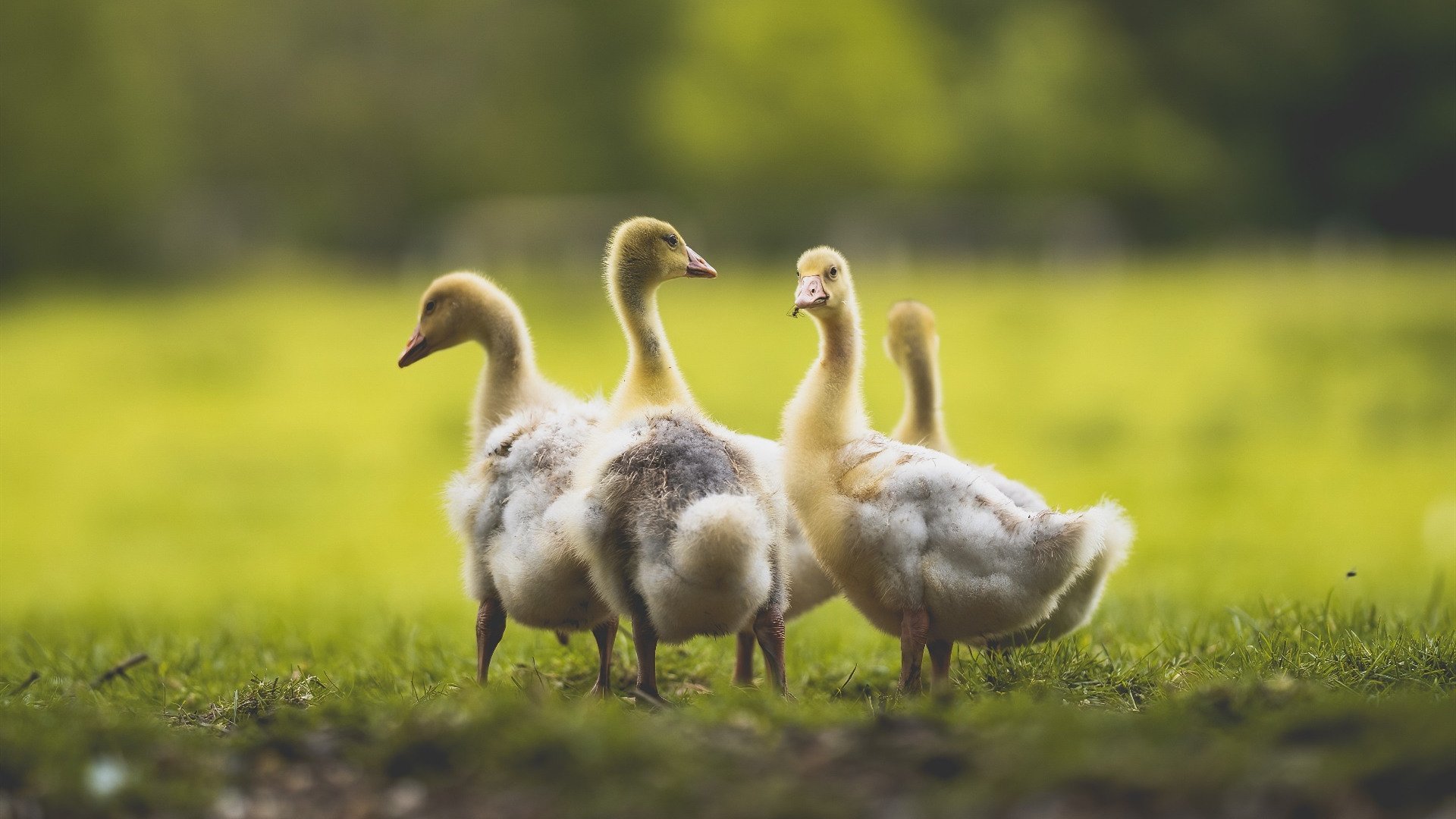 Leyu Sports (乐鱼体育)-KPL战队社交媒体粉丝互动增强，kpl官方指定游戏社交平台