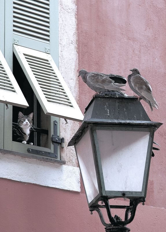 争夺胜利，亚冠比赛不容错失任何机会，亚冠夺冠最新赔了