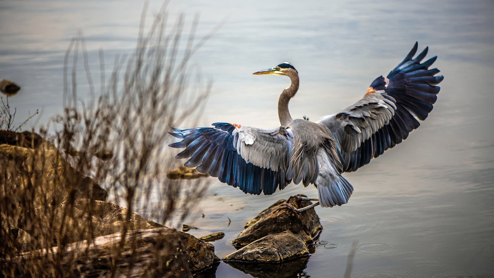 Leyu Sports (乐鱼体育)-公牛队球员因伤禁赛 备战计划受阻，公牛队现状