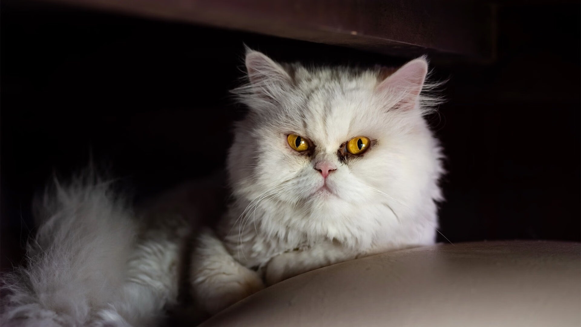 乐鱼体育APP官方下载-国家篮球联盟发展规划调整，中国篮球发展联盟是什么意思