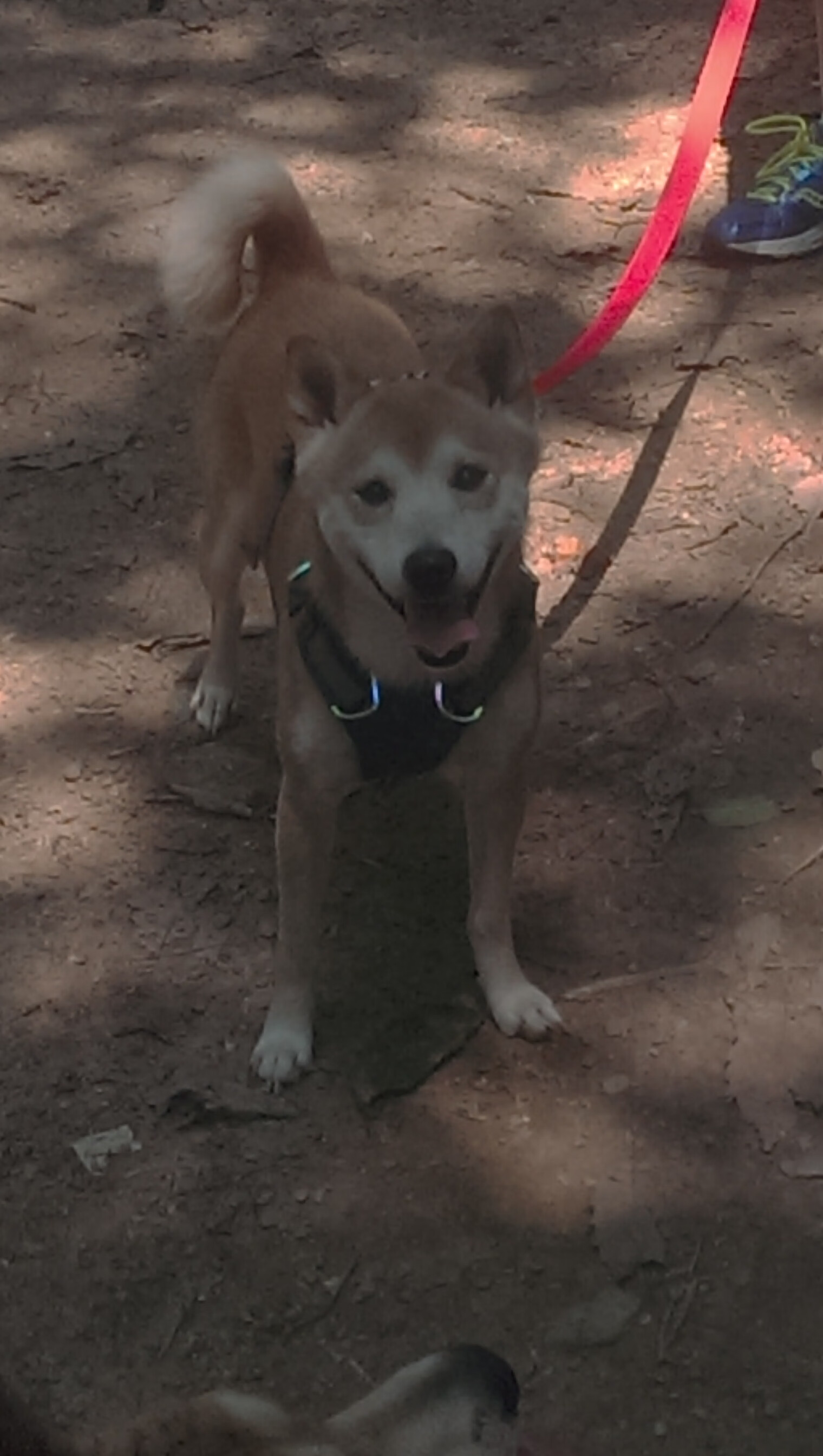 下载乐鱼体育APP-阿贾克斯击败拜仁慕尼黑，晋级欧冠半决赛，欧冠半决赛阿贾克斯对热刺