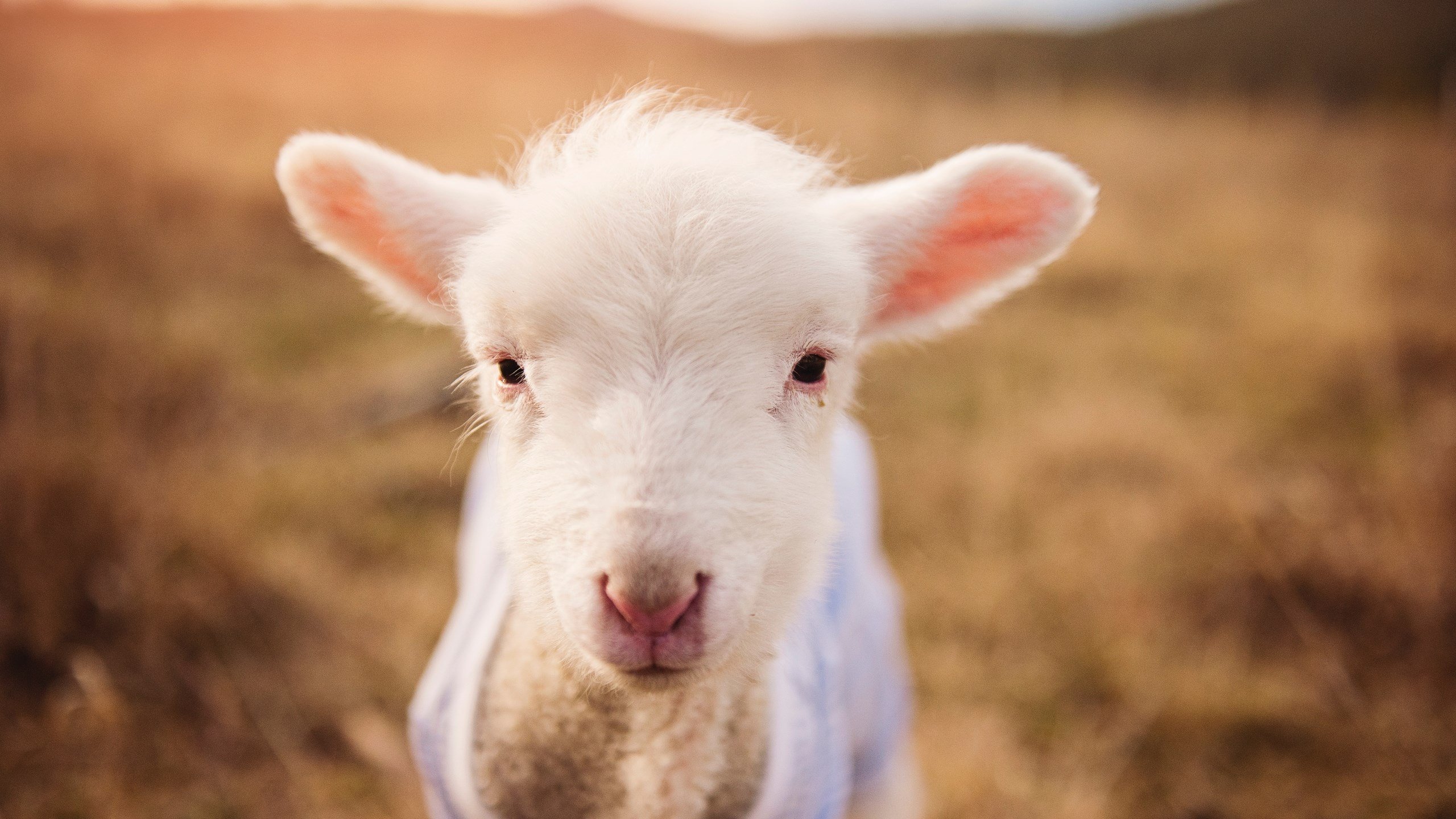 NBA赛季关键球员表现，nba本赛季球员