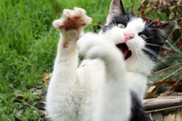 乐鱼官方登录入口-英超球队体能负荷管理与伤病预防机制探讨，球员负荷管理