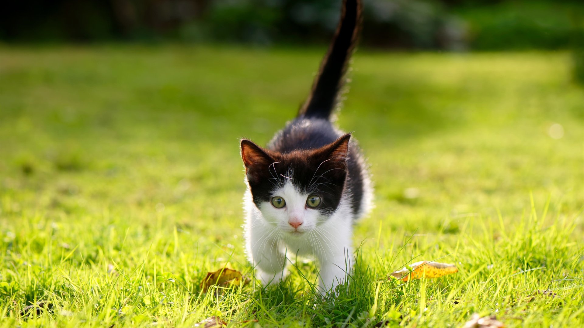 青少年运动兴趣激发路径与长期参与策略研究，青少年运动能力发展的规律与趋势
