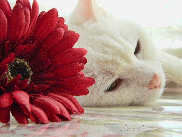 辽宁飞豹季后赛豪取多场大胜实力强劲,辽宁飞豹现役球员