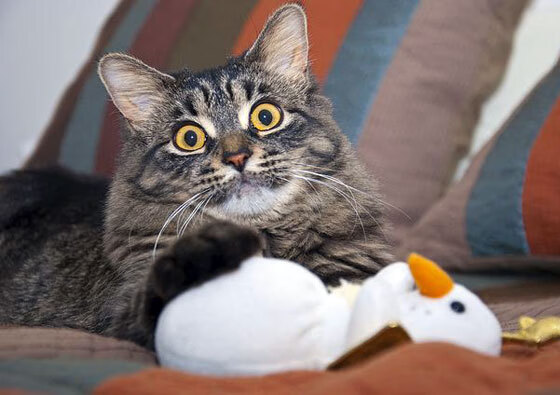 都灵通过精准配合打破对方密集防守