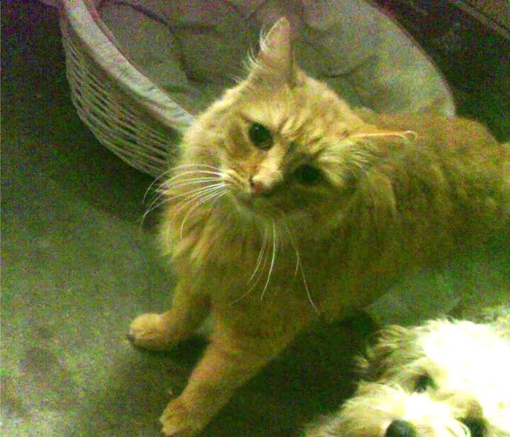 乐鱼体育(中国)官方网站-全球各大联赛开启冬季转会期，豪门频繁引援，2020五大联赛冬季转会一览