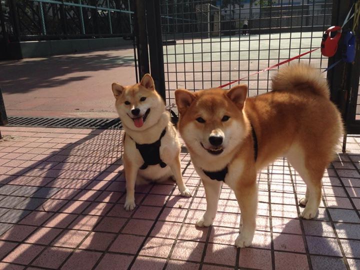决赛拼速 切拉苏奥洛咬紧每一毫秒,切洛拉高vs苏阿美利加