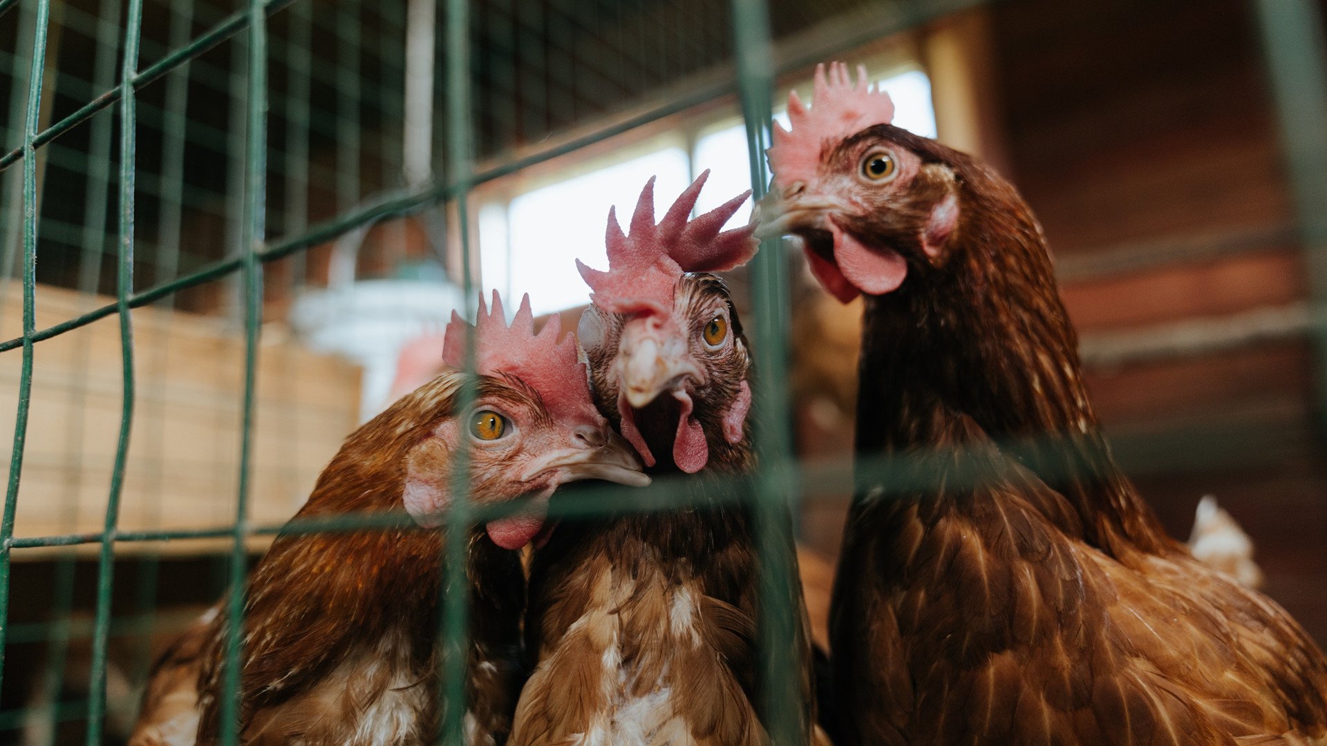 欧洲杯变阵奇迹:策略、突破、奇迹连连!,欧洲杯迎来结局