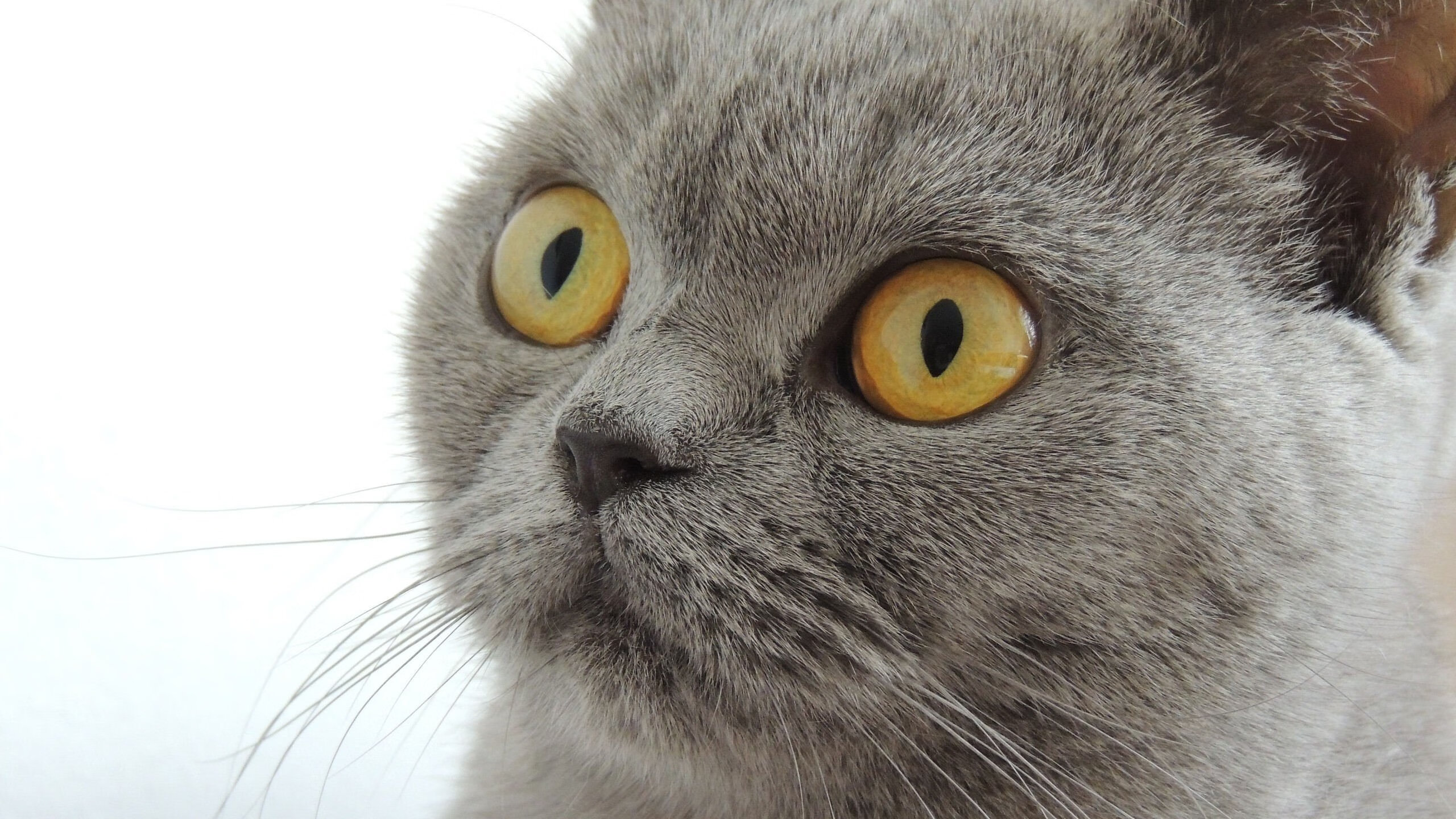 Leyu Sports (乐鱼体育)-自由泳呼吸节奏调整有效，请问自由泳的呼吸该怎么呼吸